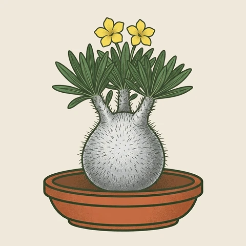 Illustration of a Pachypodium gracilius in a terracotta bowl
